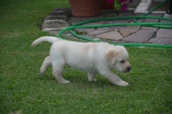 Labrador
