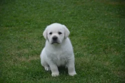 Labrador