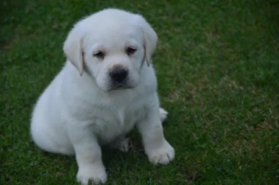 Labrador