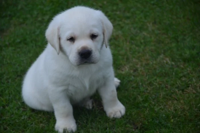 Labrador