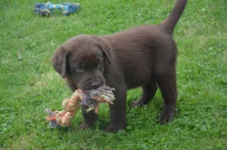 Labrador