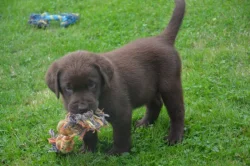 Labrador