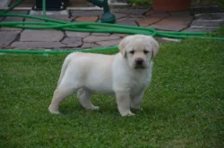 Labrador