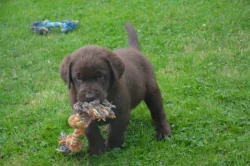 Labrador