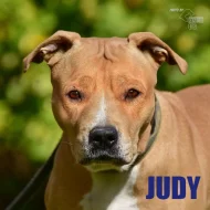 Judy hledá domov