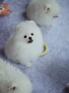 Německý špic trpasličí (Pomeranian) s PP