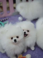 Německý špic trpasličí (Pomeranian) s PP