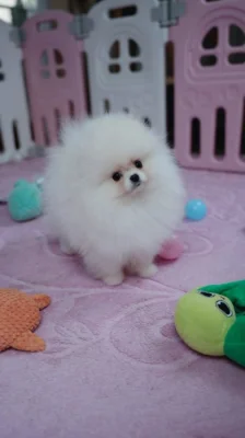 Německý špic trpasličí (Pomeranian) s PP