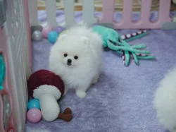 Německý špic trpasličí (Pomeranian) s PP
