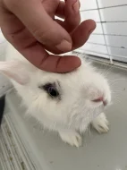 Prodám vybaveného zakrslého králíčka