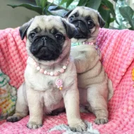 Štěňata mops (Pug) s PP