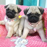 Štěňata mops (Pug) s PP