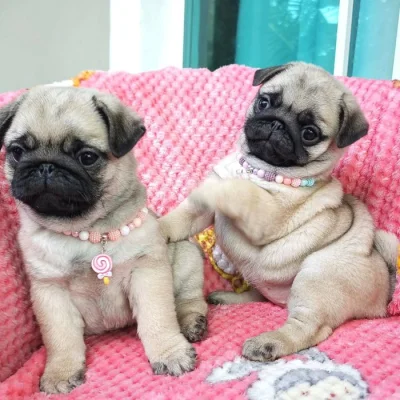 Štěňata mops (Pug) s PP