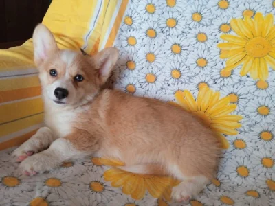 Welsh Corgi fenečka