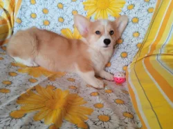 Welsh Corgi fenečka