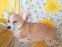 Welsh Corgi fenečka
