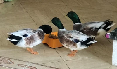 Kačenky zdrobnělé čárkované