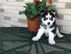 Archie, husky kluk