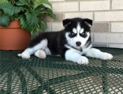 Archie, husky kluk