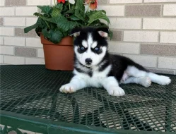 Archie, husky kluk