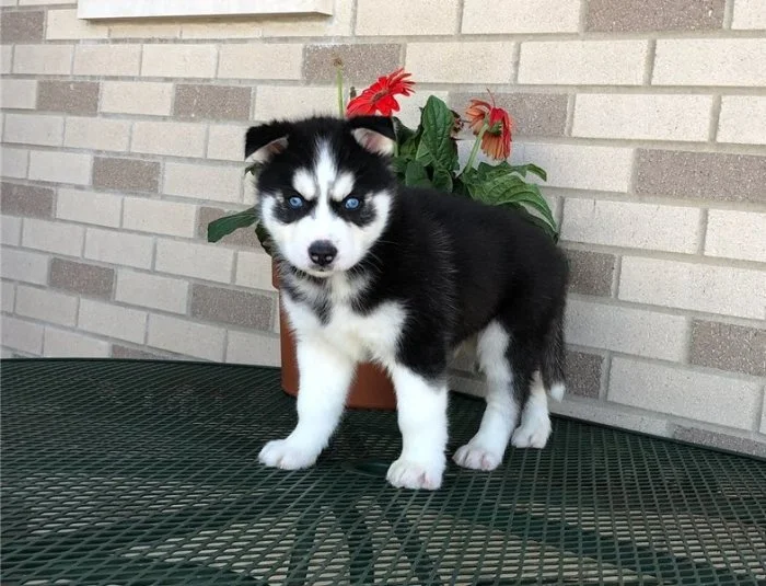 Archie, husky kluk