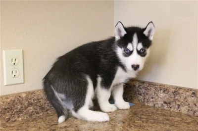Sibirský husky