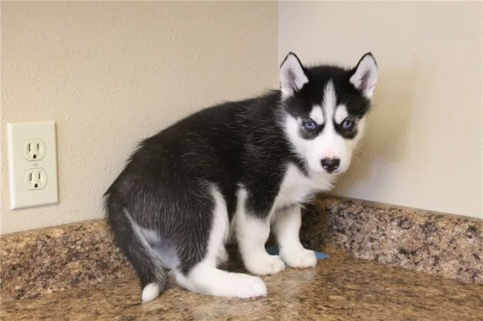 Sibirský husky