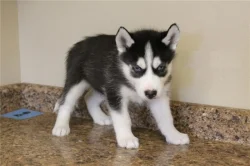 Sibirský husky