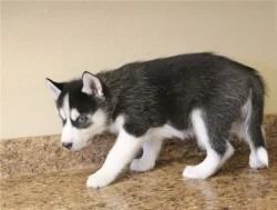 Sibirský husky