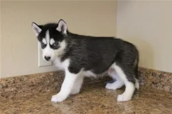 Sibirský husky