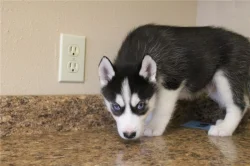 Sibirský husky