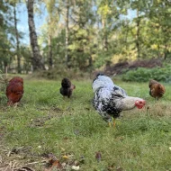 Letošní kohoutek zdrobnělé wyandotky