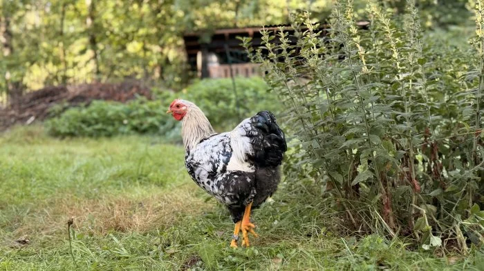 Letošní kohoutek zdrobnělé wyandotky