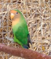 Agapornis