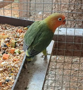 Agapornis