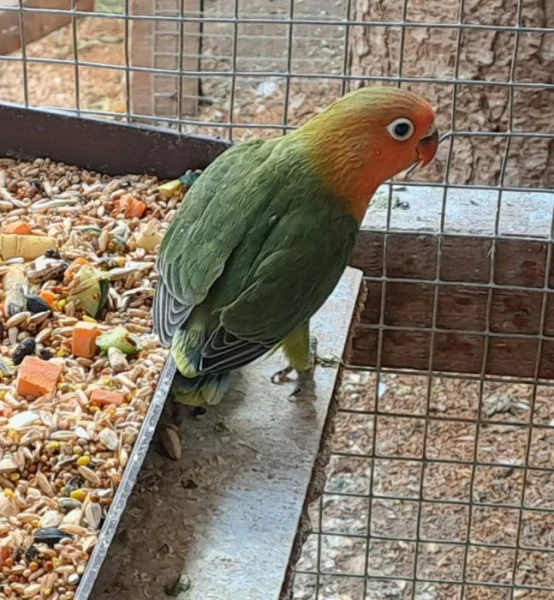 Agapornis
