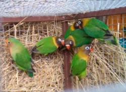 Agapornis