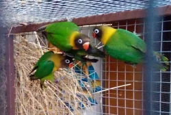 Agapornis