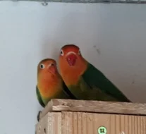 Agapornis