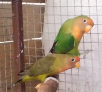 Agapornis