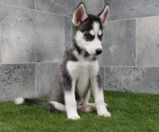 Sibirský husky