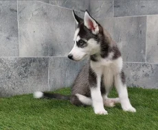 Sibirský husky