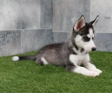 Sibirský husky