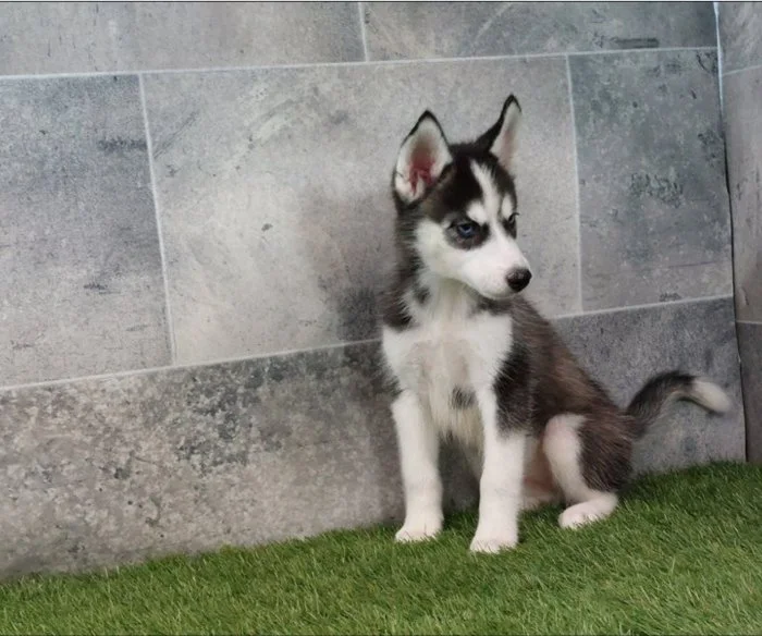 Sibirský husky