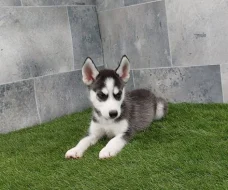 Sibirský husky