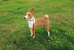 Basenji - prodám pejska bez pp