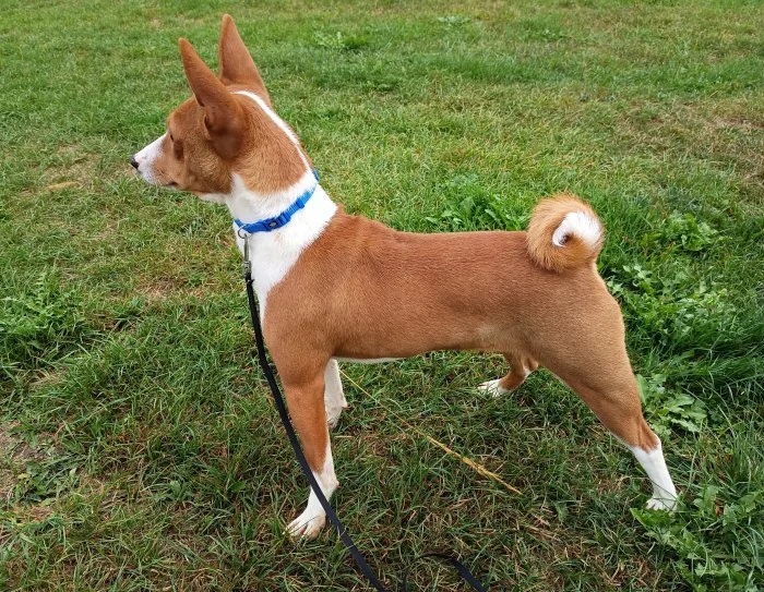Basenji - prodám pejska bez pp