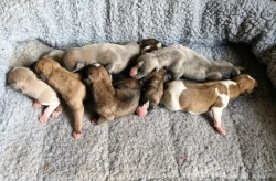 Whippet /Vipet/- prodám štěňátka bez pp
