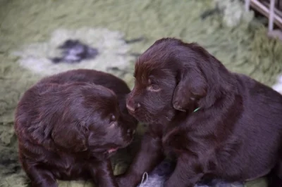 Flat coated retriever