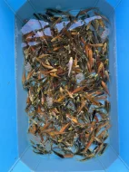 Koi kapři